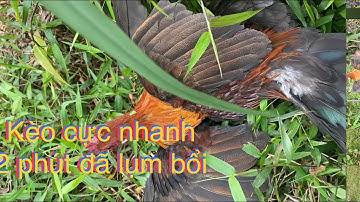 Bẫy gà rừng mới nhất 2022 kèo bổi tơ cực nhanh