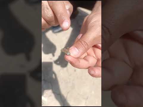 ذباب الخيل الزريجي احد انواع الذباب الخطر والمؤذي المنتشر في جميع الاراضي الرطبه في العراق