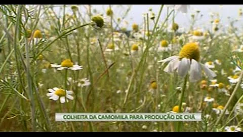 Como é feito a colheita da camomila?