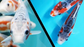 Shusui Koi fish variety guide [KOI GUIDE]