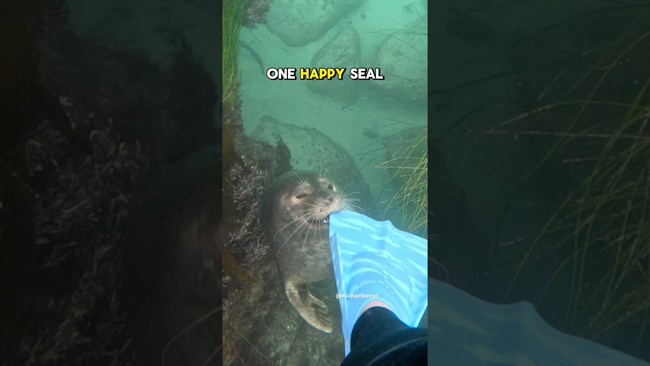 Silly seal bites me 