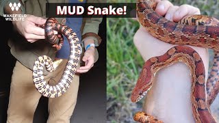 Finding a MUD SNAKE on a Great Night of South Florida Herping!