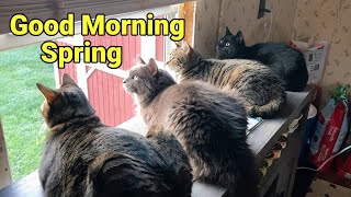 Happy Cats Enjoying a Beautiful Spring Morning