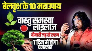 (बेलवृक्ष के 10 महाउपाय) वास्तु समस्या, लाइलाज बीमारी जड़ से खत्म, 7 दिन में होगा चमत्कार