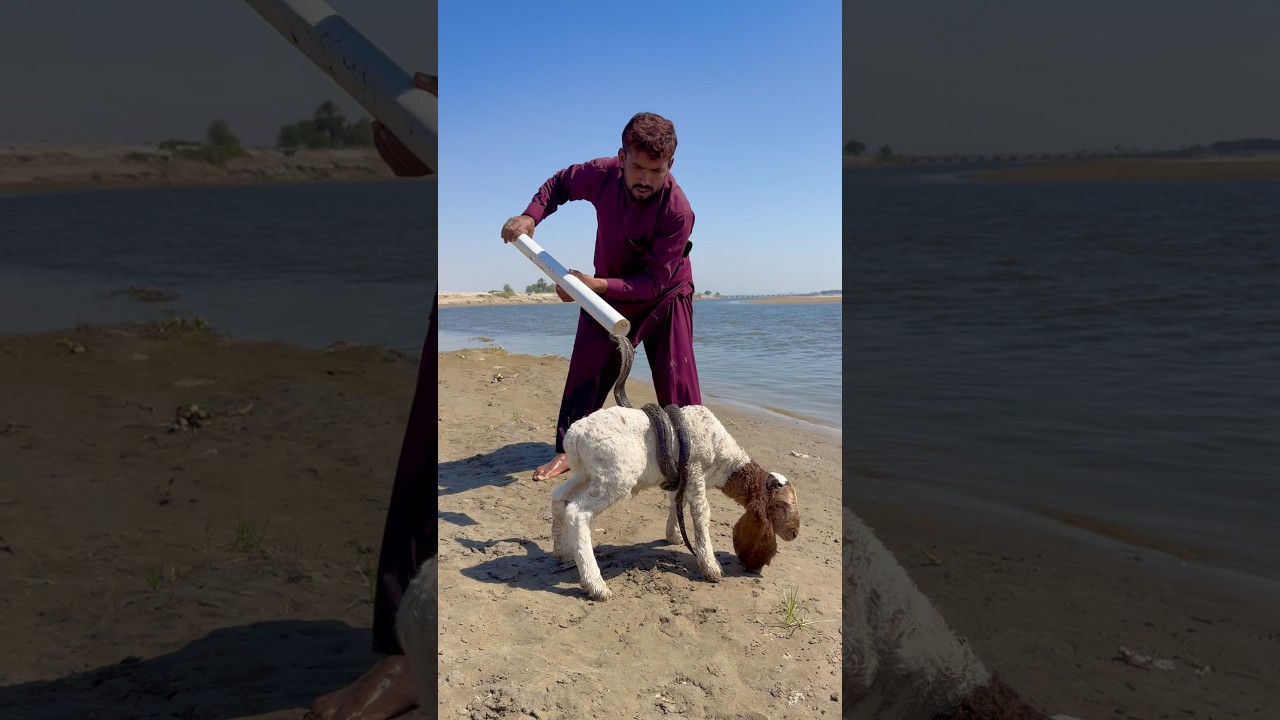 Mame ke Kumar nag man rescue ￼