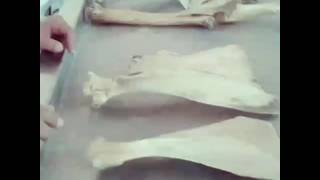 تشريح1/الجلسة الثالثة/(الجزء الثاني) screenshot 3