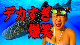 【巨大生物】セブ島でジンベエザメと泳いだ！！！！