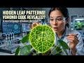 Hidden Mystery Of Leaf. The Hidden Math Secret Inside The Chinese Money Plant