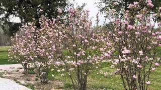 Magnolia Trees -- TN Nursery Magnolia Jane Tree Tn Nursery