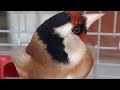 اروع و اجمل تغريد حسون وداني رائع جدا Chardonnerert Chant تغريد الحسون مقنين خلوي اروع و اجمل تغريد حسون وداني رائع جدا Chardonnerert Chant تغريد الحسون مقنين خلوي