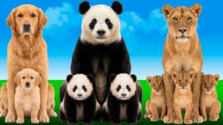 Animals By Offspring In One Lifetime Which Has Most Babies?