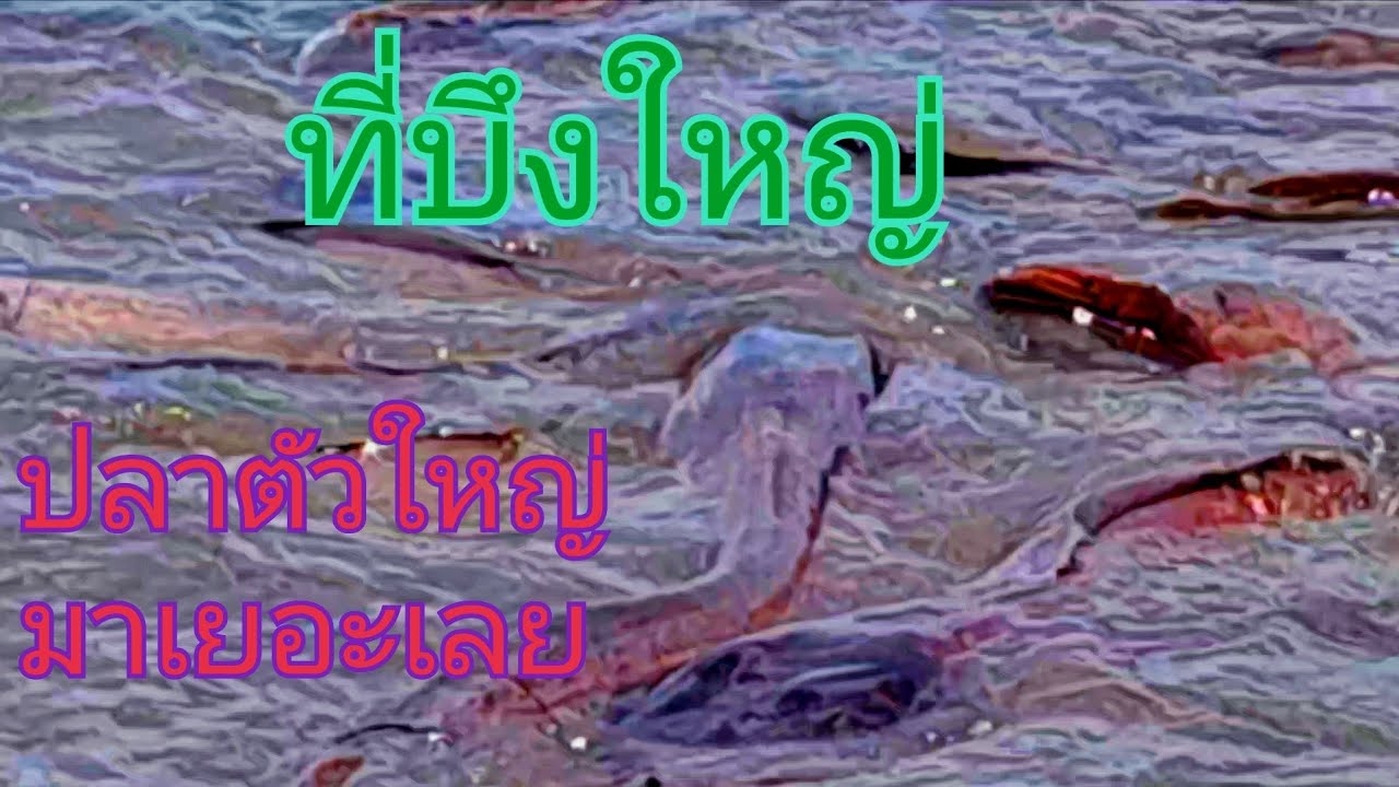 ฝนรินที่บึงใหญ่แป้บเดียวก็หยุดนกปลามาหลังฝนดูแตกตื่น