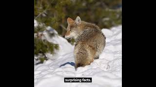 The Secret Lives of Coyotes, 3 facts to know! #coyote The Secret Lives of Coyotes, 3 facts to know! #coyote