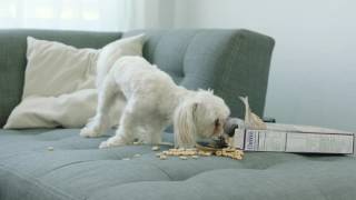 Hello For Security Surveillance