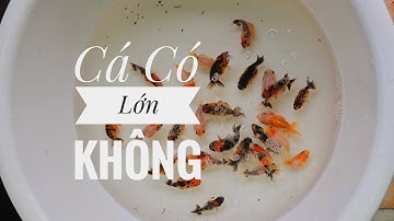 Cá size 1n nuôi có lớn hay không?