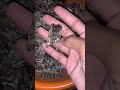 #agarwood #nature #beautiful #bangladesh #india #dubai #qatar #iran #morocco #thailand #shorts #oil