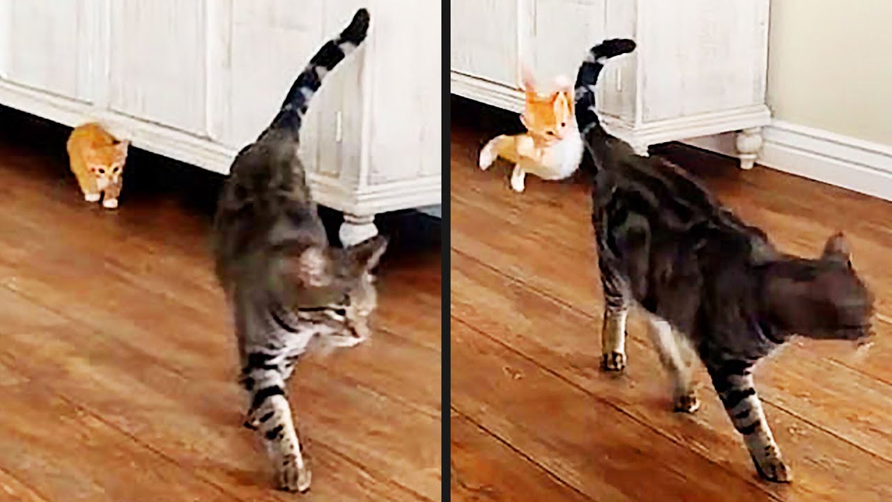 He Tried A Sneak Attack