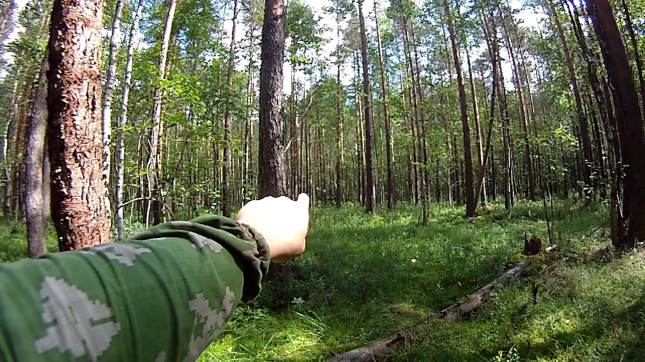 Лосиха и лосенок, встреча в лесу - YouTube