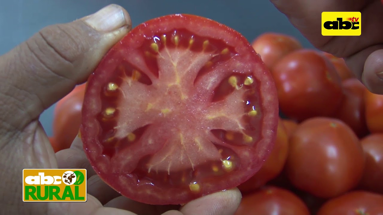Abc Rural: Diferencias entre tomates híbridos