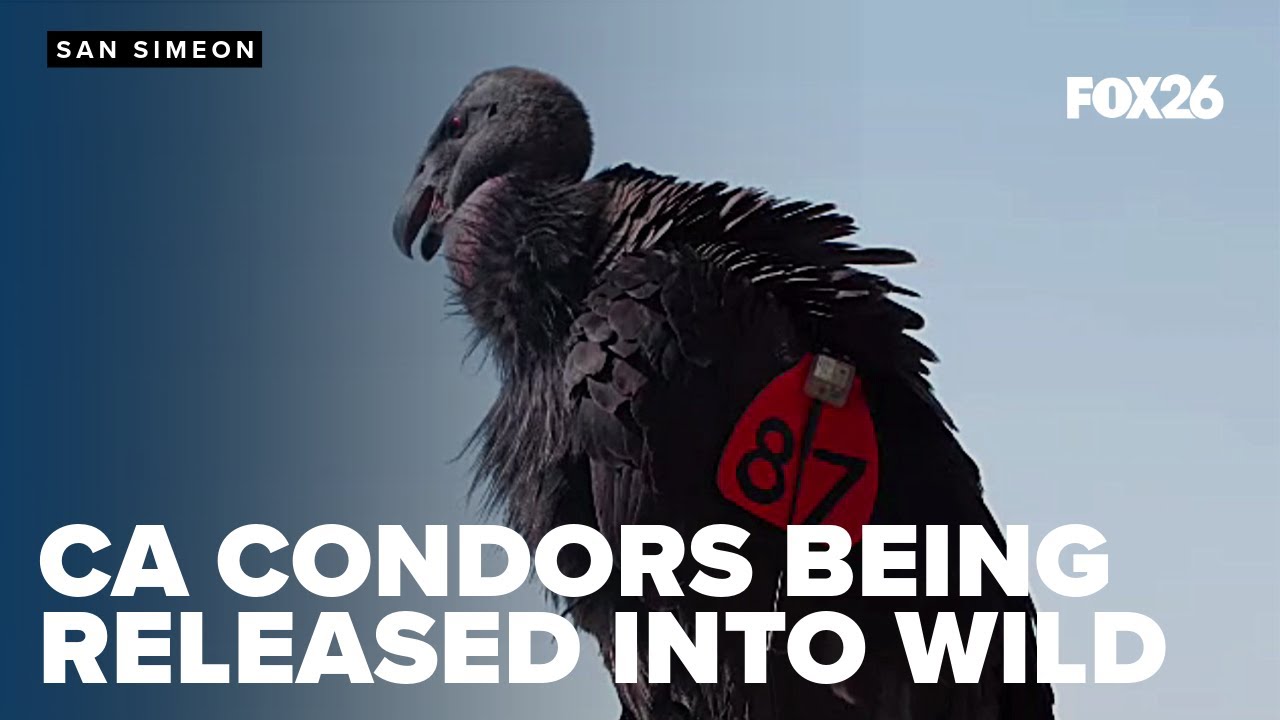 CA Condors ready to spread their wings in San Simeon