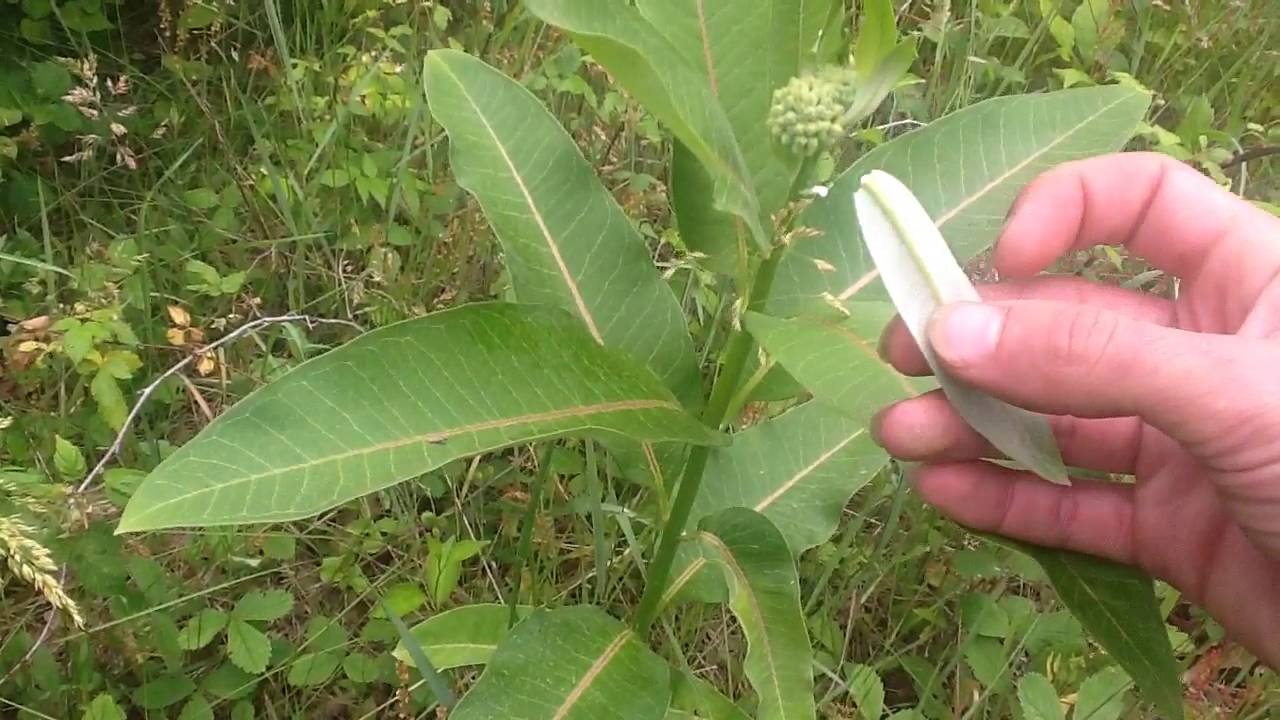 Edible Plant Walk Wild Strawberry, Milkweed, Wood sorrel and Yarrow