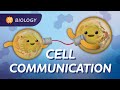 How Do Cells Communicate? (Cell Communication): Crash Course Biology #25