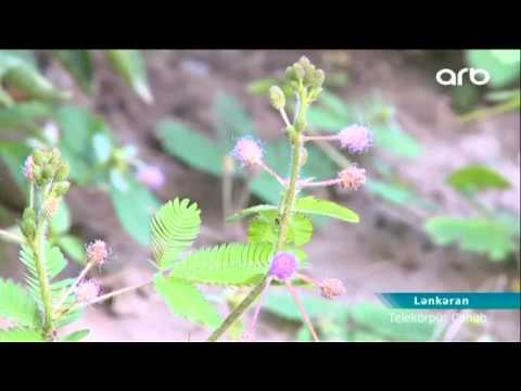 Video: Kuşburnu Və Ya şəfalı Yabanı Gül