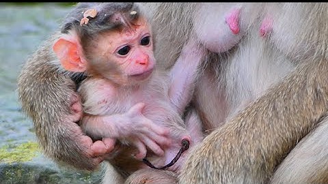 Congrats! mom Rose gave a birth newborn baby to cutie girl,Adorable newly born baby from mother Rose