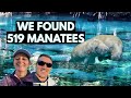 We Saw 519 Manatees in a Blue Spring! | Blue Spring State Park Florida