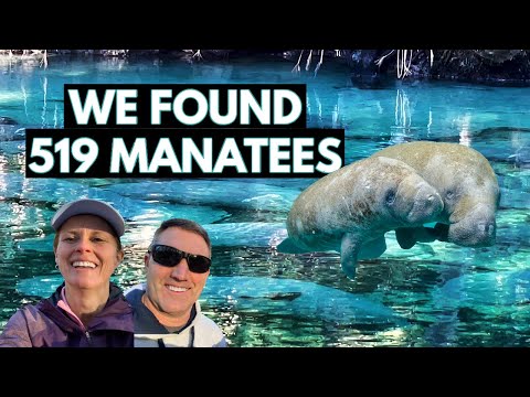 We Saw 519 Manatees in a Blue Spring! | Blue Spring State Park Florida