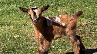 Baby goat Playtime!