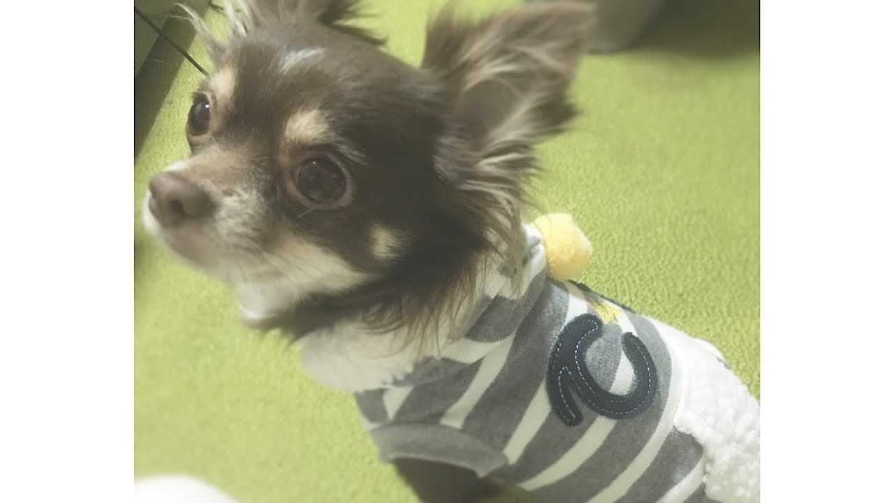 可愛い犬 チワワ 逆立ち歩きするロク 動物がかわいいyoutube動画はここだ