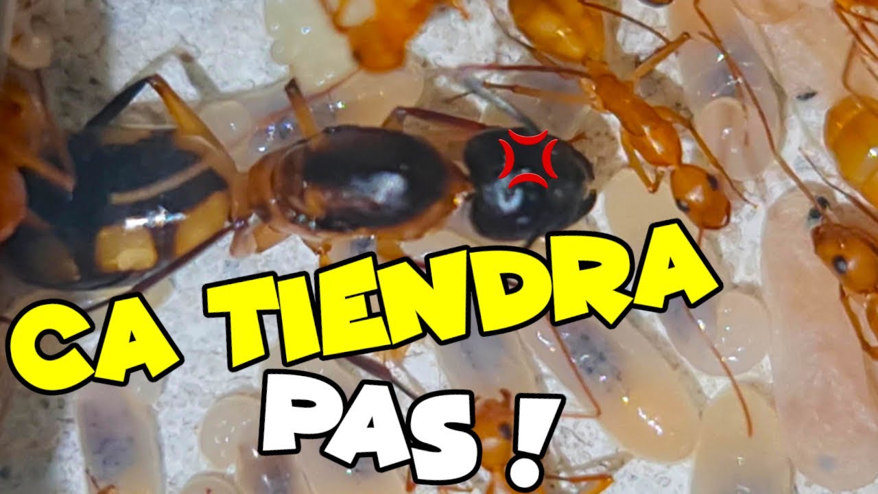 Mes nids de fourmis sont trop petits ?