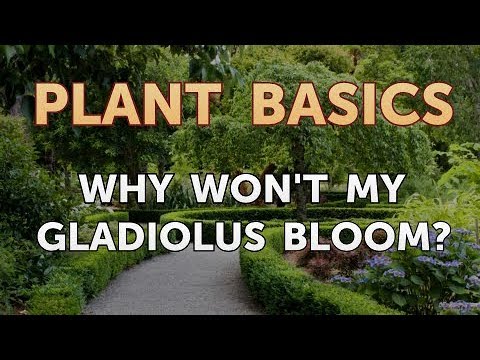 Video: Gladioli Do Not Bloom: Reasons. Why Do They Not Release The Arrow And What To Do If They Did Not Have Time To Bloom In The First Year?