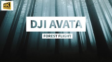 DJI AVATA flying trough mysterious Forest in Waldviertel Austria
