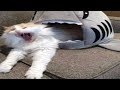 ♥かわいい犬と猫面白いことP22♥ペットかわいい動画2019