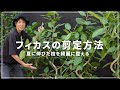 【秋までに！！！】のびのびフィカスの剪定方法！！怒涛の剪定7連発！！