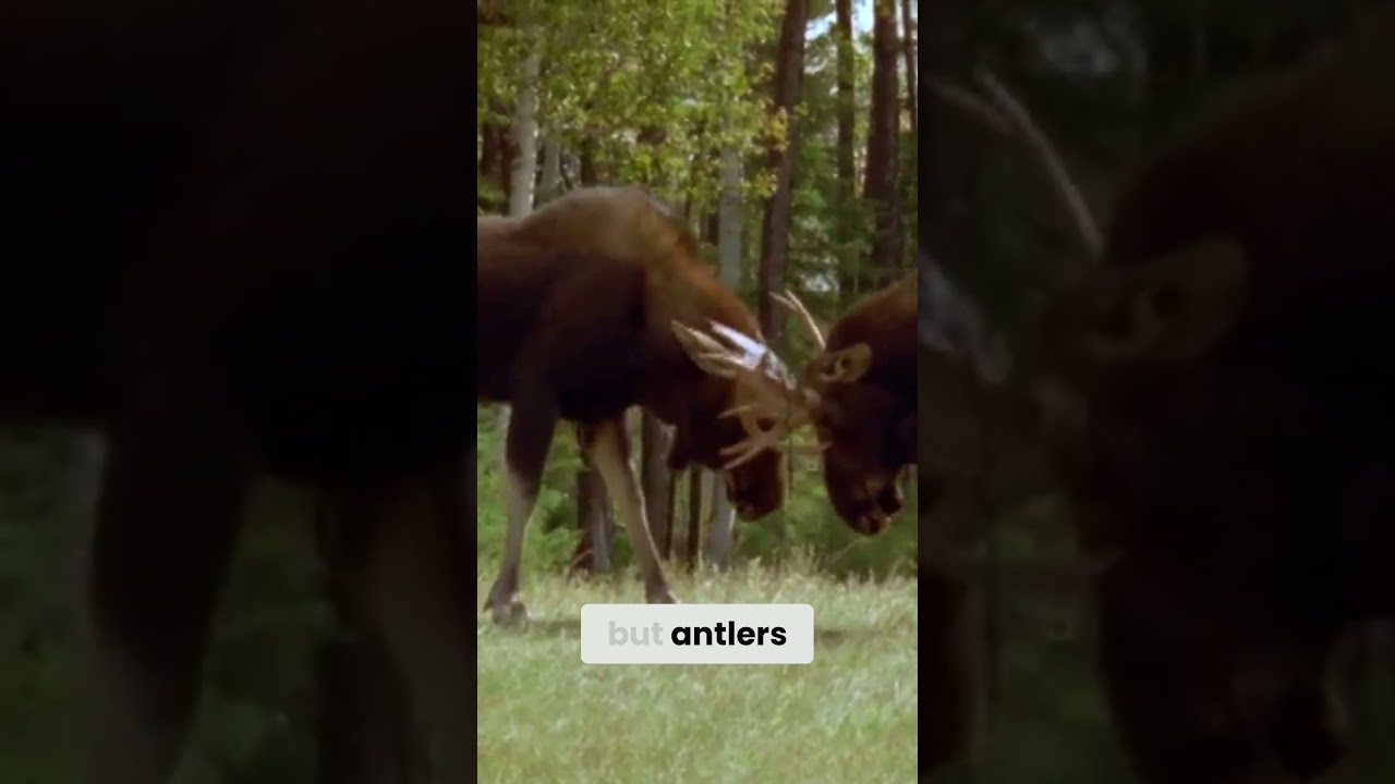What Happens When Two Bull Moose Clash