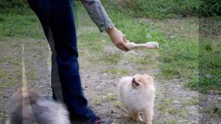 Немецкие миниатюрные шпицы.wmv(, 2011-09-30T20:04:53.000Z)
