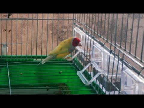 معلومات عن غذاء الجولديان فنش الحسون الاسترالي