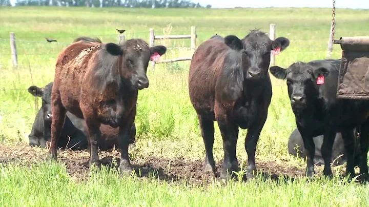 Province breached law in range use plan approval after complaint from Halfway River First Nation