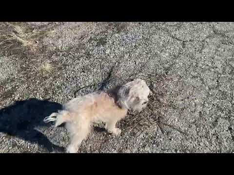 dog learning