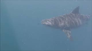 Tiger sharks and Great White Sharks feeding of a Whale in Mooloolaba