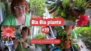 BLA BLA PLANTE #39 🌿 Spécial EPIPHYLLUM | Rempotage et bouturage | Substrat et engrais😉