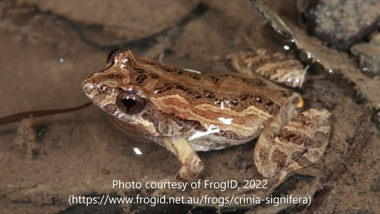 Common eastern froglet, Crinia signifera - call sample