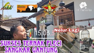 Sukses Ternak Pleci Di Sangkar Gantung | Mas Anton | Joosterops PCMI Magelang | #pleci #ternakpleci