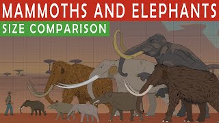 MAMMOTHS AND ELEPHANTS SIZE COMPARiSON | Living and Extinct