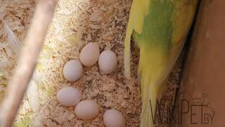 Часть: 2 // Размножение волнистых попугаев в домашних условиях // уход самца