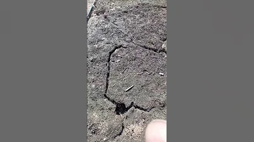 #Полевая мышь и ее работа .