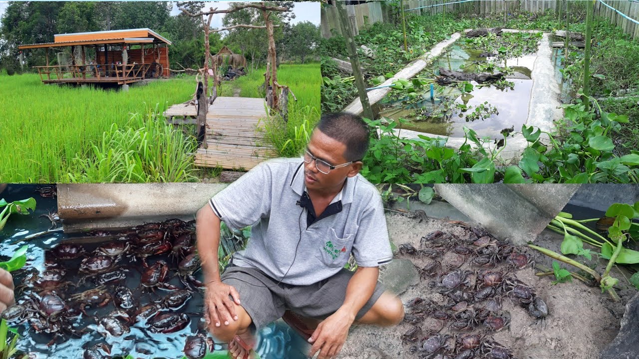 เลี้ยงเท่าไหร่ก็ไม่พอขาย!!ปูนาแมงดาปลาไหล..สุดยอดฟาร์มผสมผสานพื้นที่น้อย